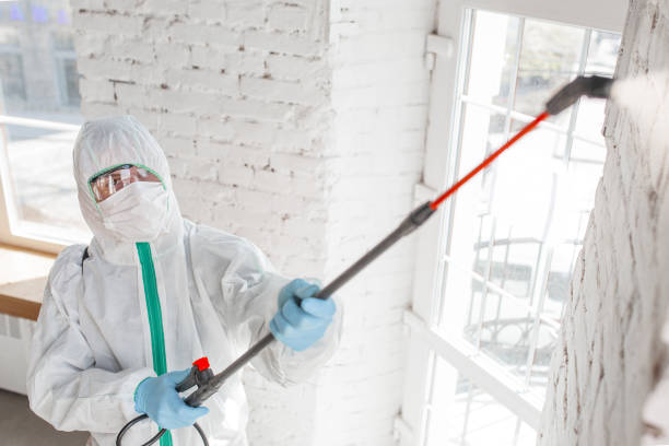 Professional Mold Removal in Frankenmuth, MI