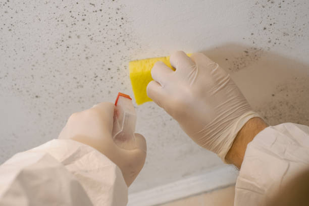 Mold Remediation for Vacation Homes in Frankenmuth, MI